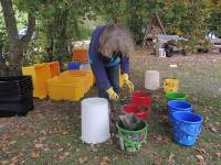 Sortieren der Tiere.