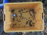 Geburtshelferkröten und Bergmolche.