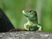 09-Zauneidechse-DSC_0157